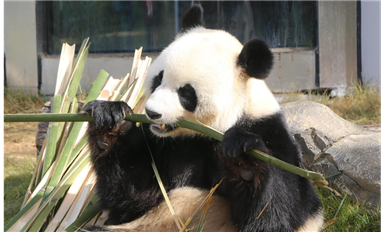春節(jié)前夕的熊貓之約：岳陽中華大熊貓?jiān)酚斡? /></div>
    		<div   id=